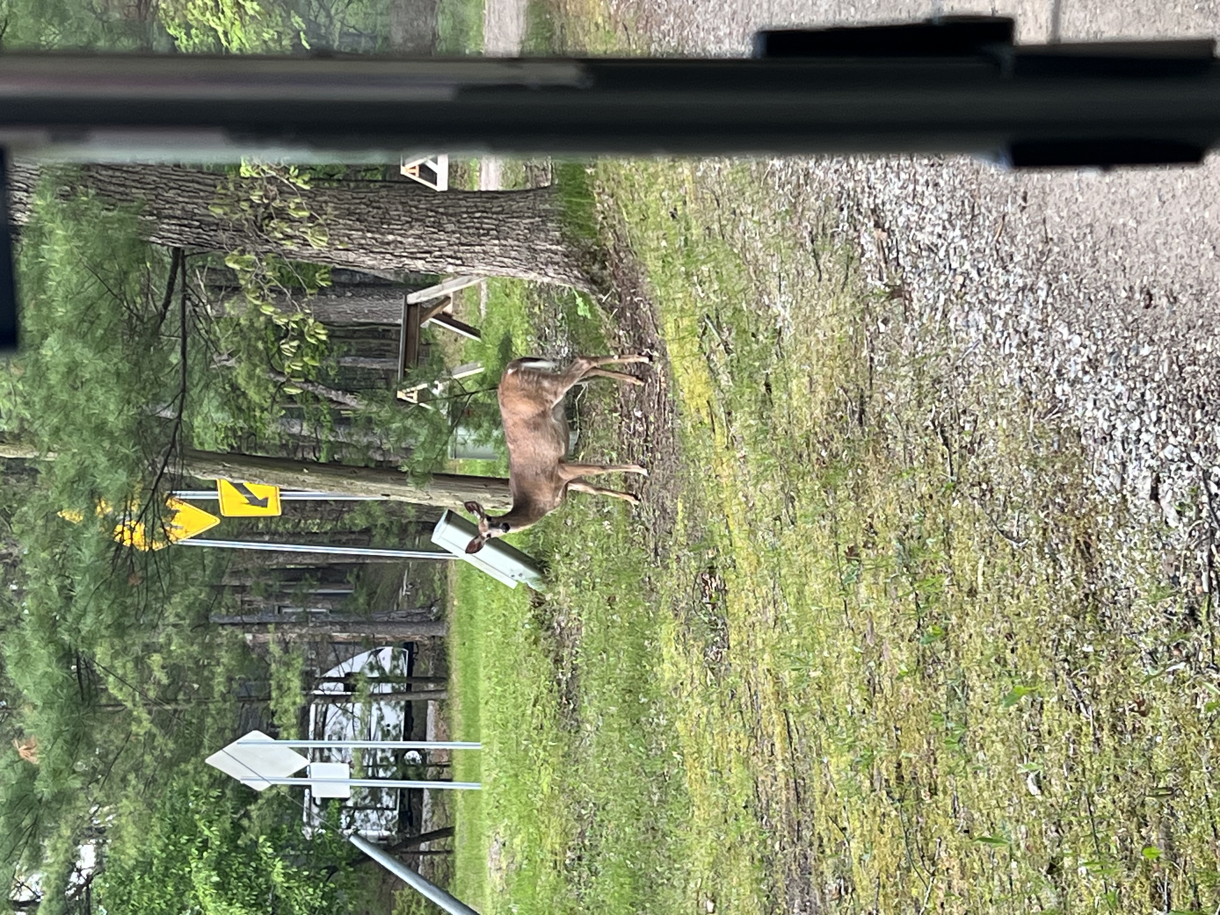 Whispering Surf Campground at Bass Lake Pentwater Michigan Bass Lake Deer in Campground